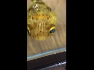 Please enjoy this video of a puffer fish enjoying a quick snack 😛