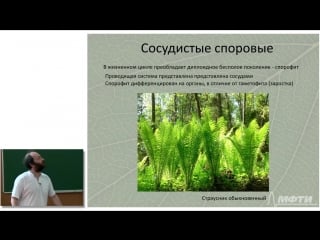 Лекция 27 систематика высших растений