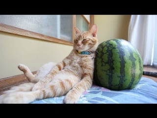 Милый котя и арбузик スイカに寄りかかっている猫 160816 cat with watermelon 2016#2