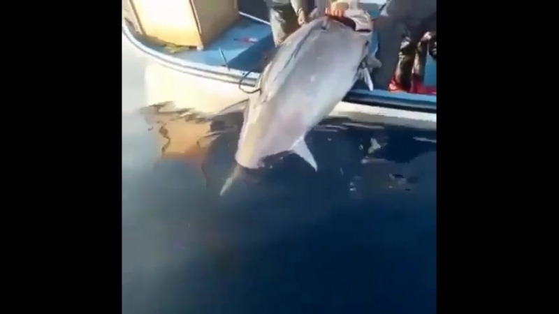 Здоровенная рыбина