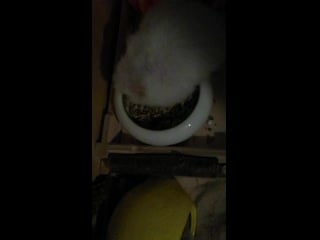 Sl mo vid 20191217 185940 mp4