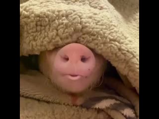 Наглый кабанчик ест в кровати