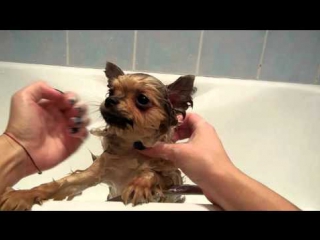 За купаем розу behind the swame rose