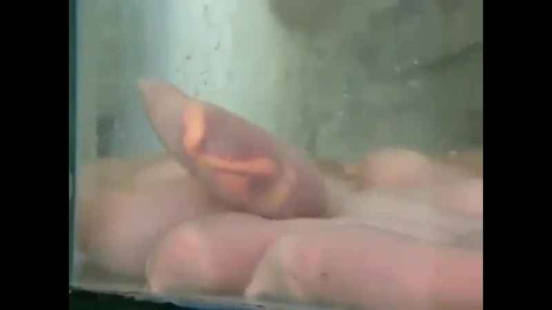 Big Cock Fishing - The chinese penis fish watch online