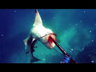 Shark porn bullshark attacks spearfisherman