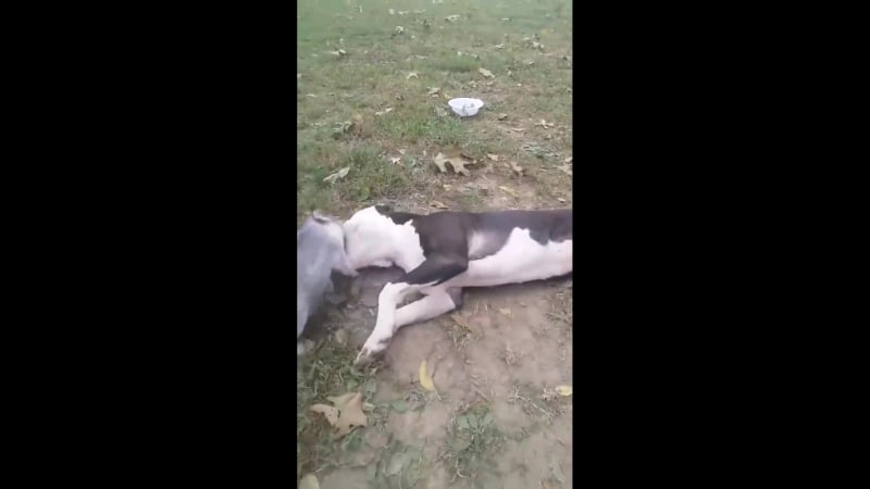 Поросенок уработал огромного питбуля!