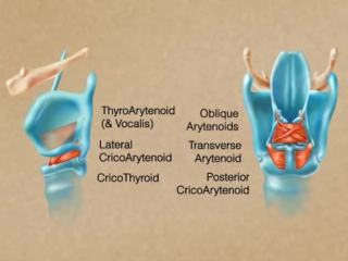 How the larynx produces sound