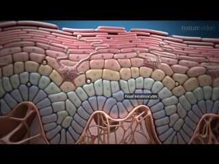 Psoriasis and beyond targeting the il 17 pathway