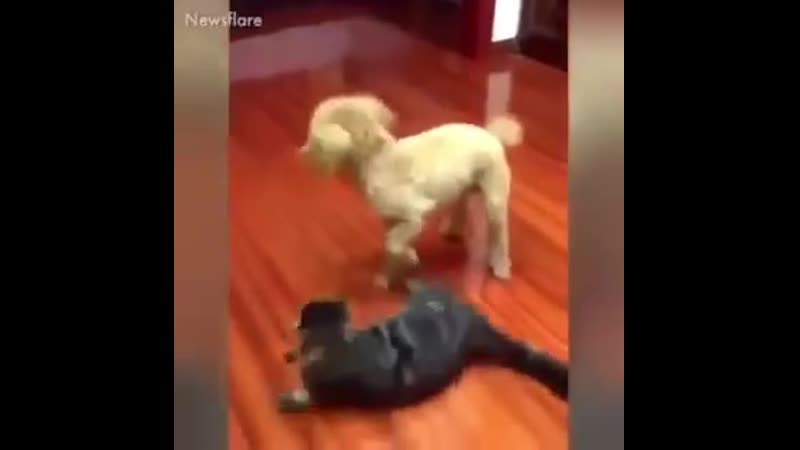 Братуха борцуха