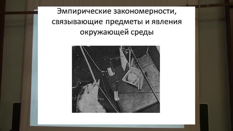 Киты и дельфины нечеловеческий интеллект филатова о а