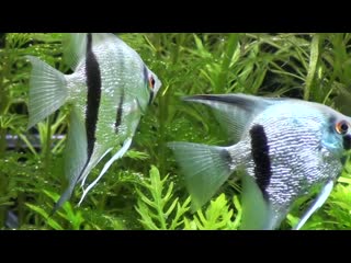 Beautiful diamond blue angel pair (pterophyllum scalare) searching for spawning