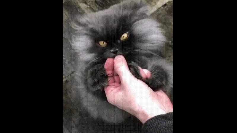 Гифки | котэ | омномном