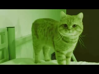 Залип (vhs video)