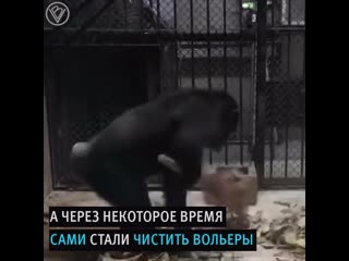 Шимпанзе уборщики