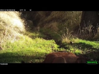 Cougar family on tejon ranch 1