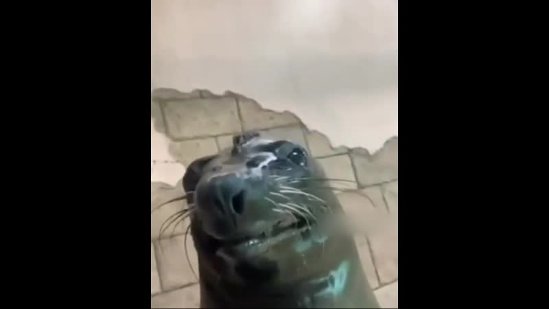 Сможешь повторить? 😄