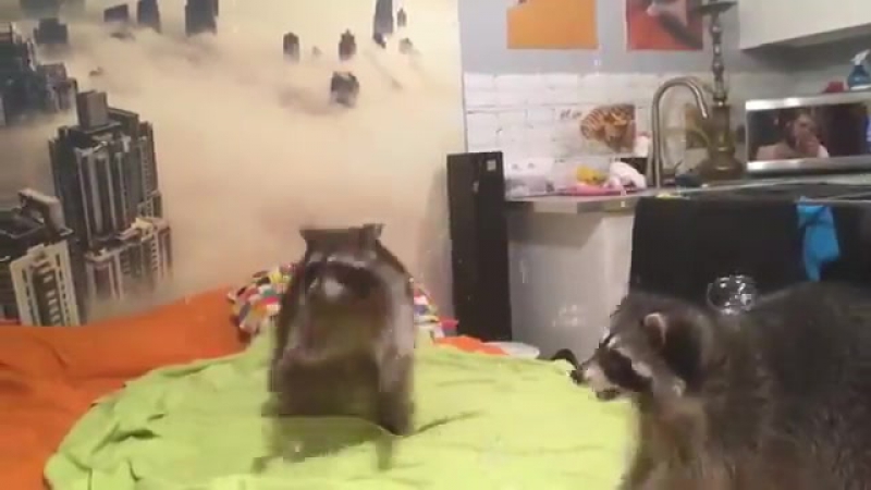 Пузыри и еноты