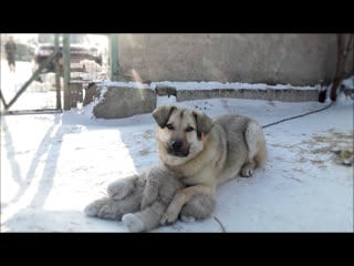 «бездомный пёс» просит помощи