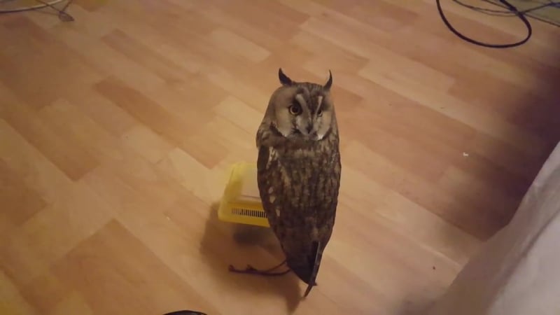 Попытка подкрасться к сове сзади