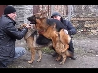 Как происходит вязка молодые dog mating немецкие овчарки कुत्ता संभोग। одесса