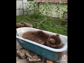 Мише тоже жарко!