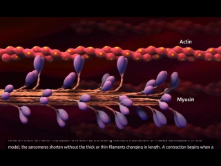 Muscle contraction process molecular mechanism [3d animation]microbiotic264