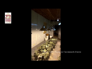 Полицейские накрыли плантацию марихуаны в смоленском районе