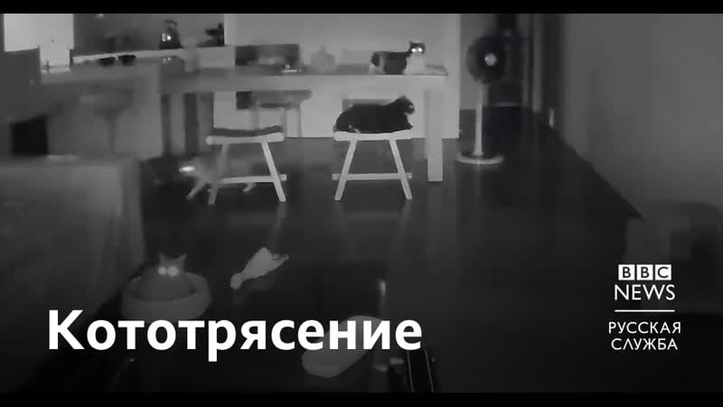 Землетрясение на тайване всполошило котов