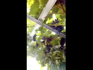 Vid 20200913 151755 mp4