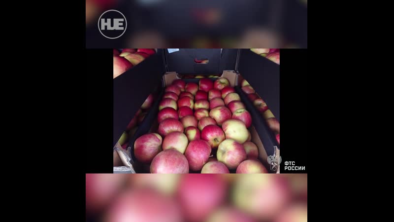 80 тонн санкционных яблок из польши ждёт уничтожение