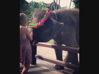 🐉🌺🐉 never not missing bali reflecting on the moments that made me truly happy in life communing with gentle creatures and a