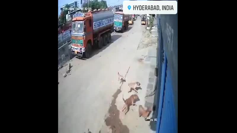 Пятнистый котик в городе