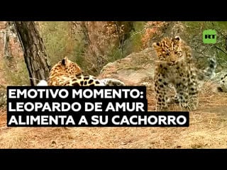 La ternura de una madre leopardo de amur amamanta a su cachorro en el lejano oriente