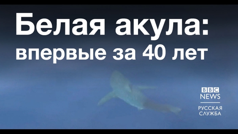 У берегов испании заметили огромную белую акулу впервые за долгие годы