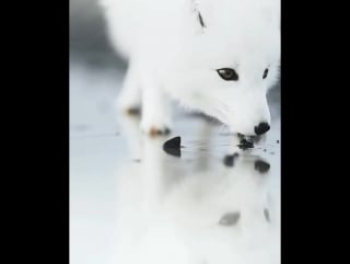 Arctic fox