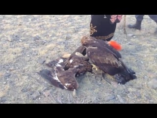 Hunters using their eagles to hunt down wolf in bayan ulgii mongolia
