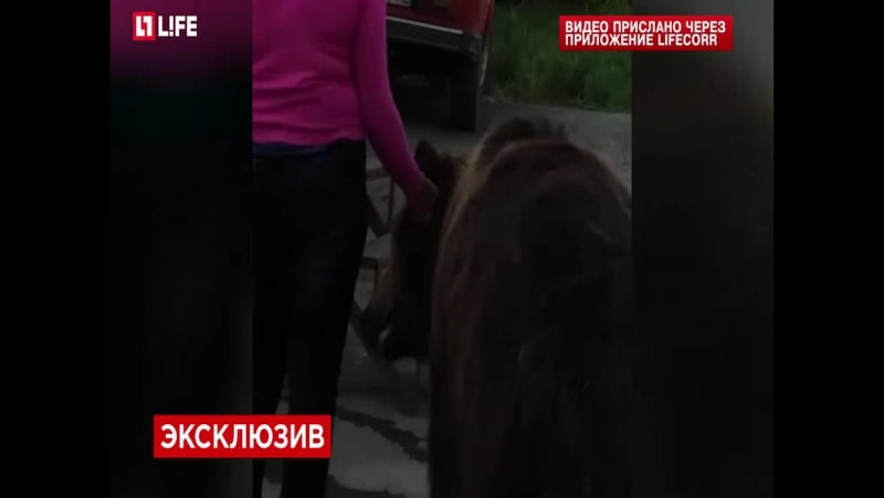 Женщина выгуляла медведя на поводке на автомойке в адыгее видео