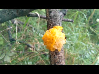 Дрожалка оранжевая tremella mesenterica