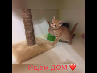 Котята из автосервиса 😍