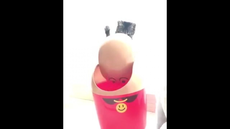 Кот против мусорного ведра