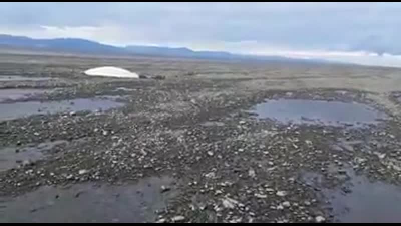 В хабаровском крае сотрудник мчс спас двух белух и их детеныша, которые оказались на суше в 1,5 км от берега