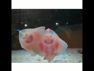 Baby stingrays are so cute! #9gag