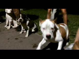 Вечерняя прогулка в кумженской роще