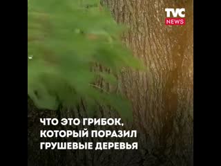 Загадочная рыжая пыль