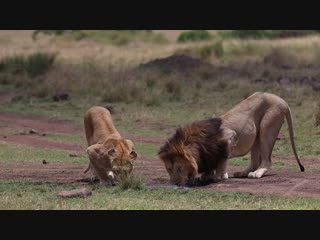 Lions taking a drink from a puddle at masai mara, kenya