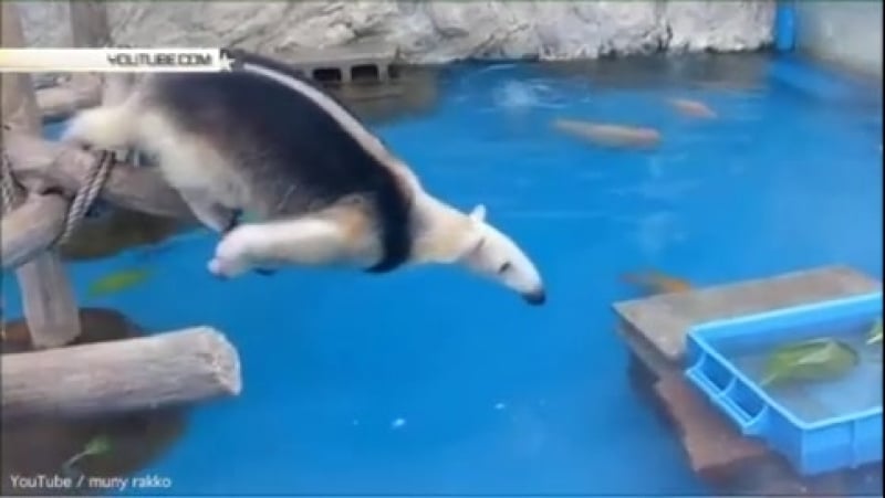 Безумный муравьед гимнаст ворует еду у уток из аквариума