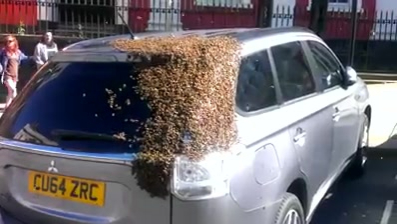✔ особое мнение рой из 20 000 пчел атаковал машину жителя великобритании, пытаясь вызволить пчелиную матку
