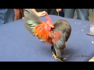 Грудь колесом