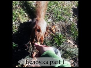 Белочки запасаются \ squirrel stocking up nuts