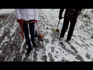 Рядом с хозяйками и друг с другом тинка и лакки